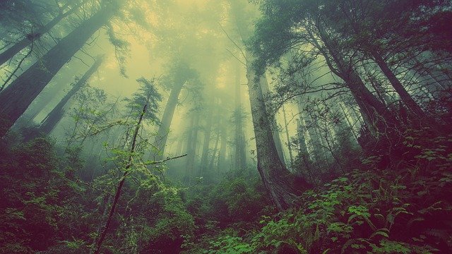 Ein natürlicher Wald